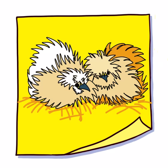 Tekening van twee pluis kippen op gele memo achtergrond illustratie winterslaap zijdehoentjes knus warm h2 picture post-it 21 winterslaap